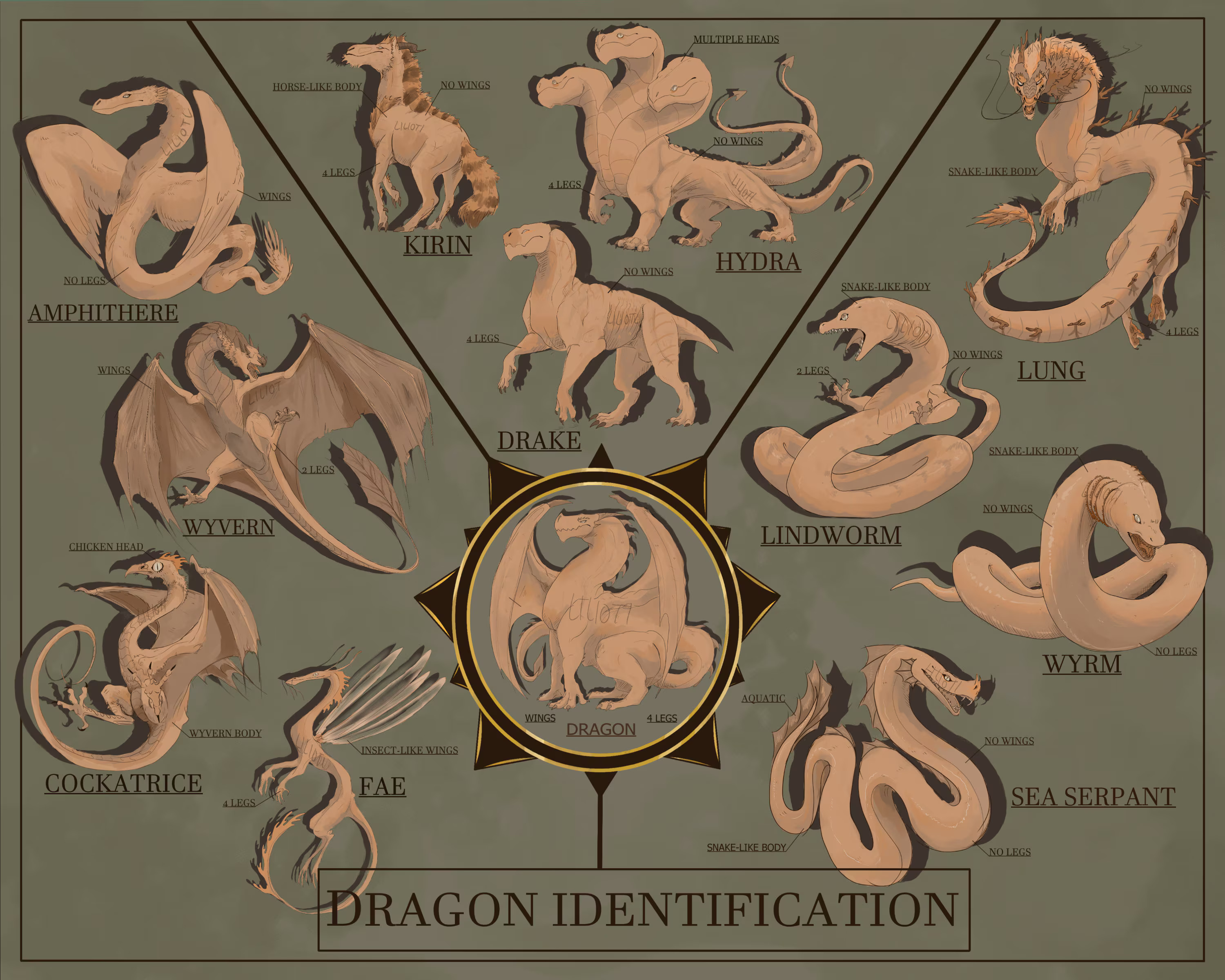 Dragon Species